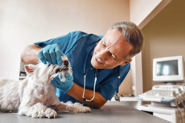 Best Emergency Dental Extractions in Thatcher, UT